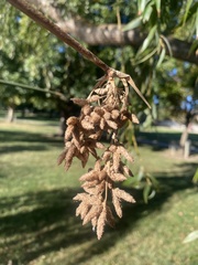 Schoenoplectus californicus