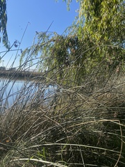 Schoenoplectus californicus