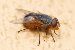 Calliphora dubia