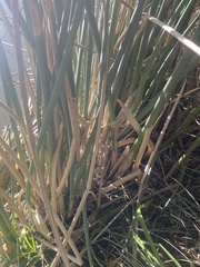 Schoenoplectus californicus