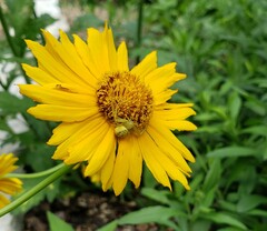 Misumessus oblongus