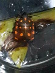 Pachycoris torridus