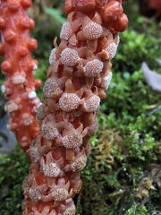 Balanophora laxiflora