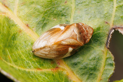 Bathyllus albicinctus