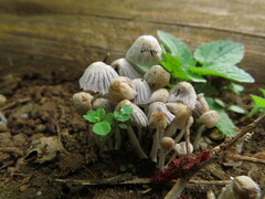 Coprinellus