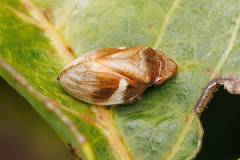 Bathyllus albicinctus