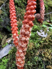 Balanophora laxiflora
