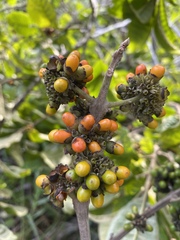 Aegiphila verticillata