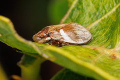 Bathyllus albicinctus