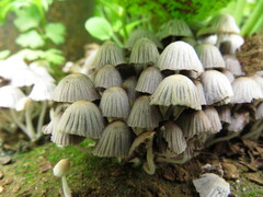 Coprinellus