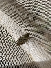 Tettigidea lateralis