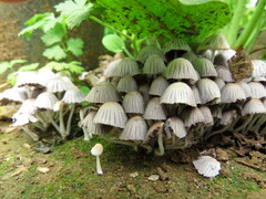 Coprinellus