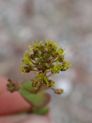Lepidium perfoliatum