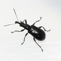 Eugnamptus angustatus