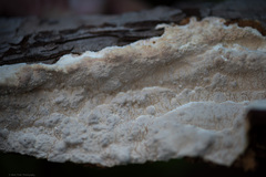 Neoantrodia serialis