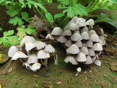 Coprinellus