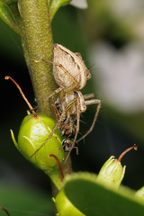 Oxyopes