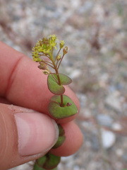 Lepidium perfoliatum