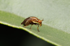 Steganopsis melanogaster