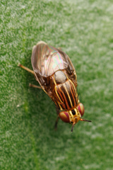 Steganopsis melanogaster