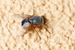 Calliphora dubia