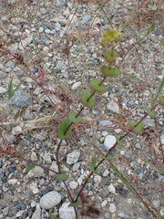Lepidium perfoliatum