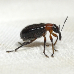 Eugnamptus angustatus