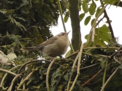 Campylorhynchus turdinus