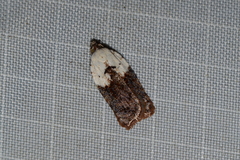 Acleris braunana