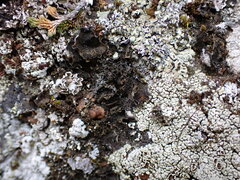 Leptochidium albociliatum