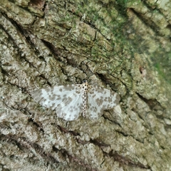 Percnia