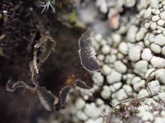 Leptochidium albociliatum