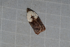 Acleris braunana