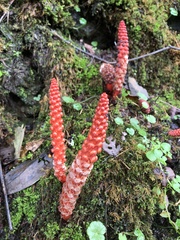 Balanophora laxiflora