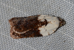 Acleris braunana