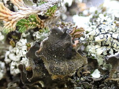 Leptochidium albociliatum