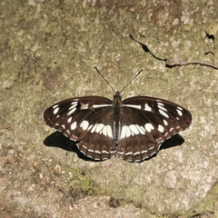 Limenitis helmanni