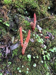 Balanophora laxiflora