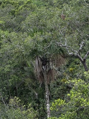 Mauritia flexuosa