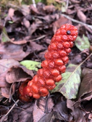 Balanophora laxiflora
