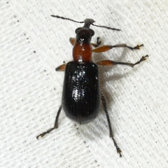 Eugnamptus angustatus