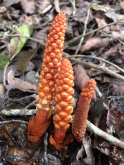 Balanophora laxiflora