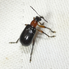 Eugnamptus angustatus