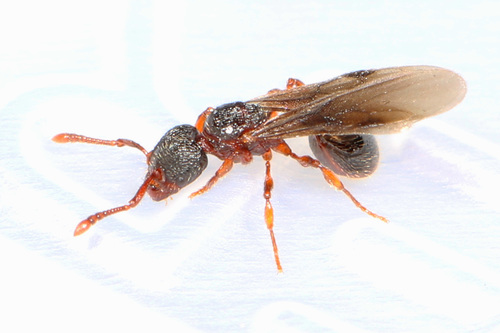 American Mite-eating Ant