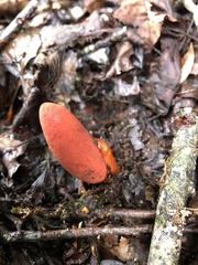Balanophora laxiflora