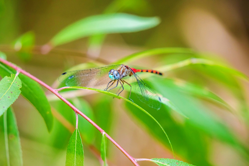 Blue-faced Meadowhawk photographed in Tennessee