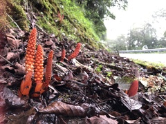 Balanophora laxiflora