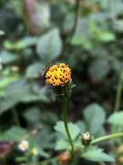Bidens pilosa pilosa