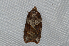 Acleris maccana