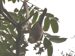 Campylorhynchus turdinus